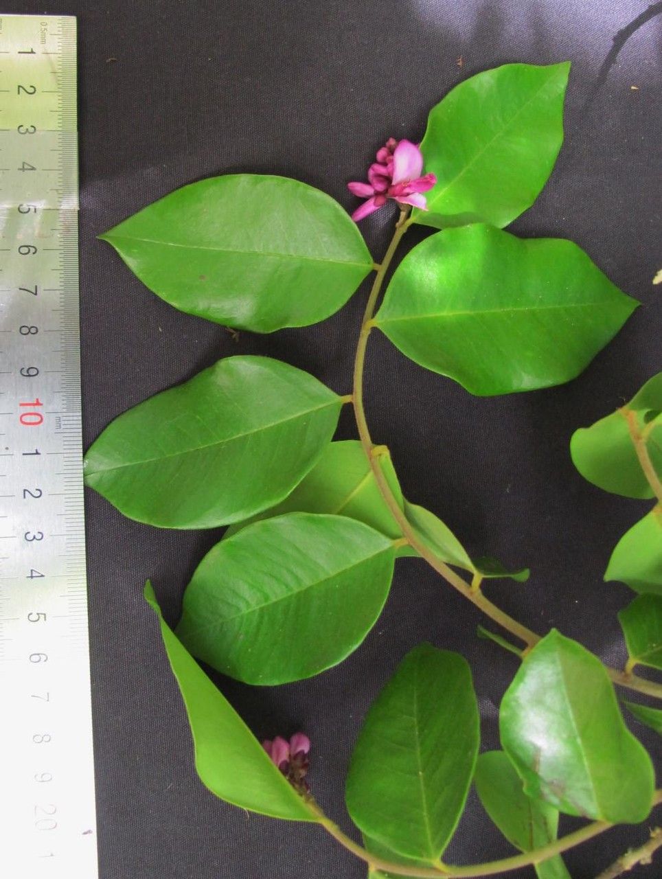 Securidaca sylvestris — houseplant care guide