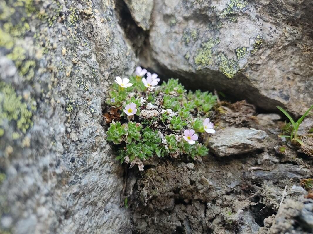 Androsace saussurei — houseplant care guide