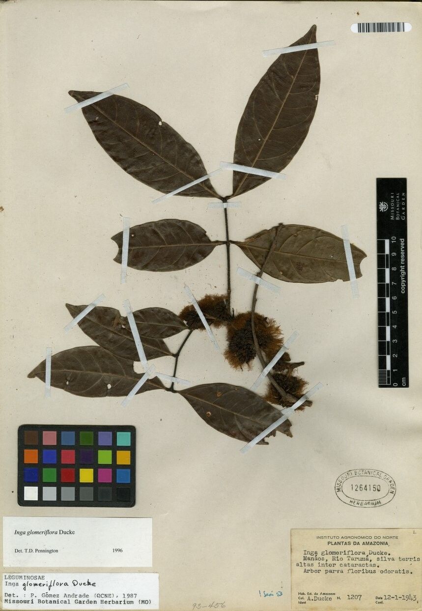 Inga glomeriflora — houseplant care guide