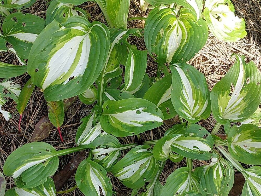 Hosta undulata — search result for 'Hosta'