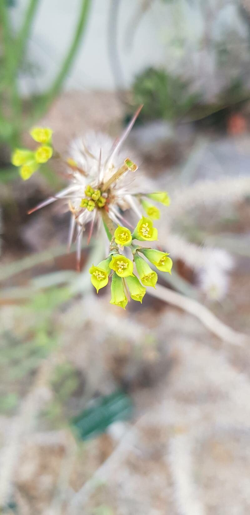 Euphorbia genoudiana — houseplant care guide