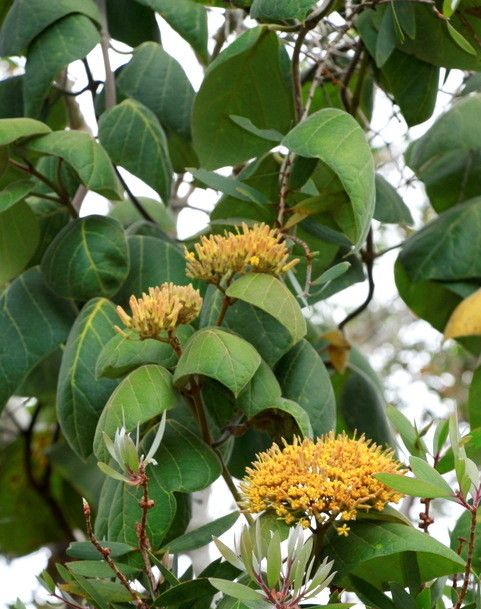 Parsonsia edulis — related species from the same genus