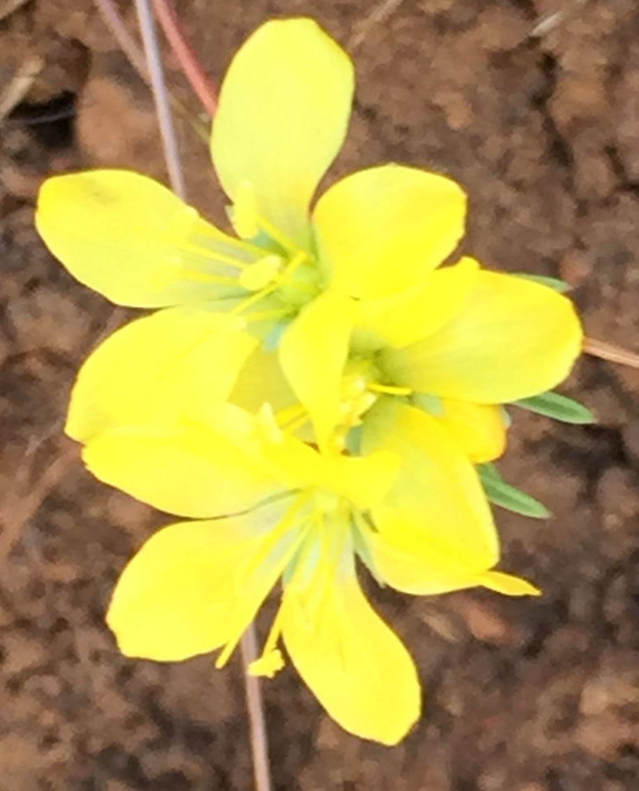 Linum breweri flower