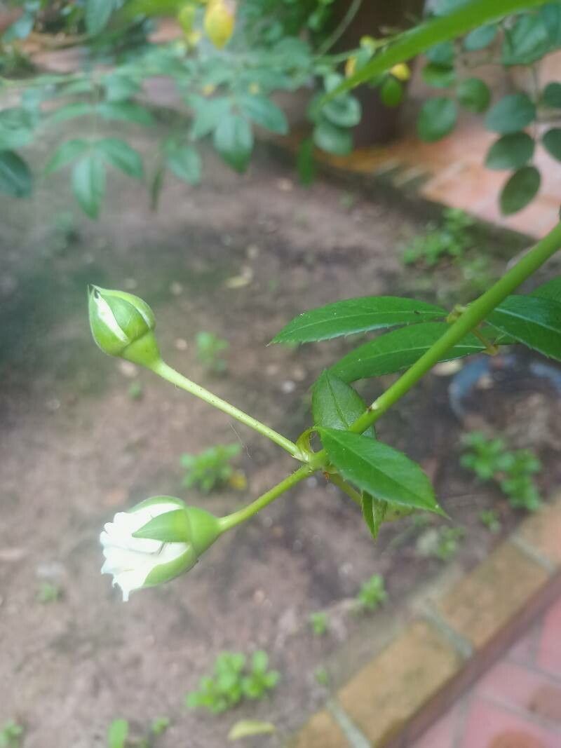 Rosa × dulcissima — houseplant care guide