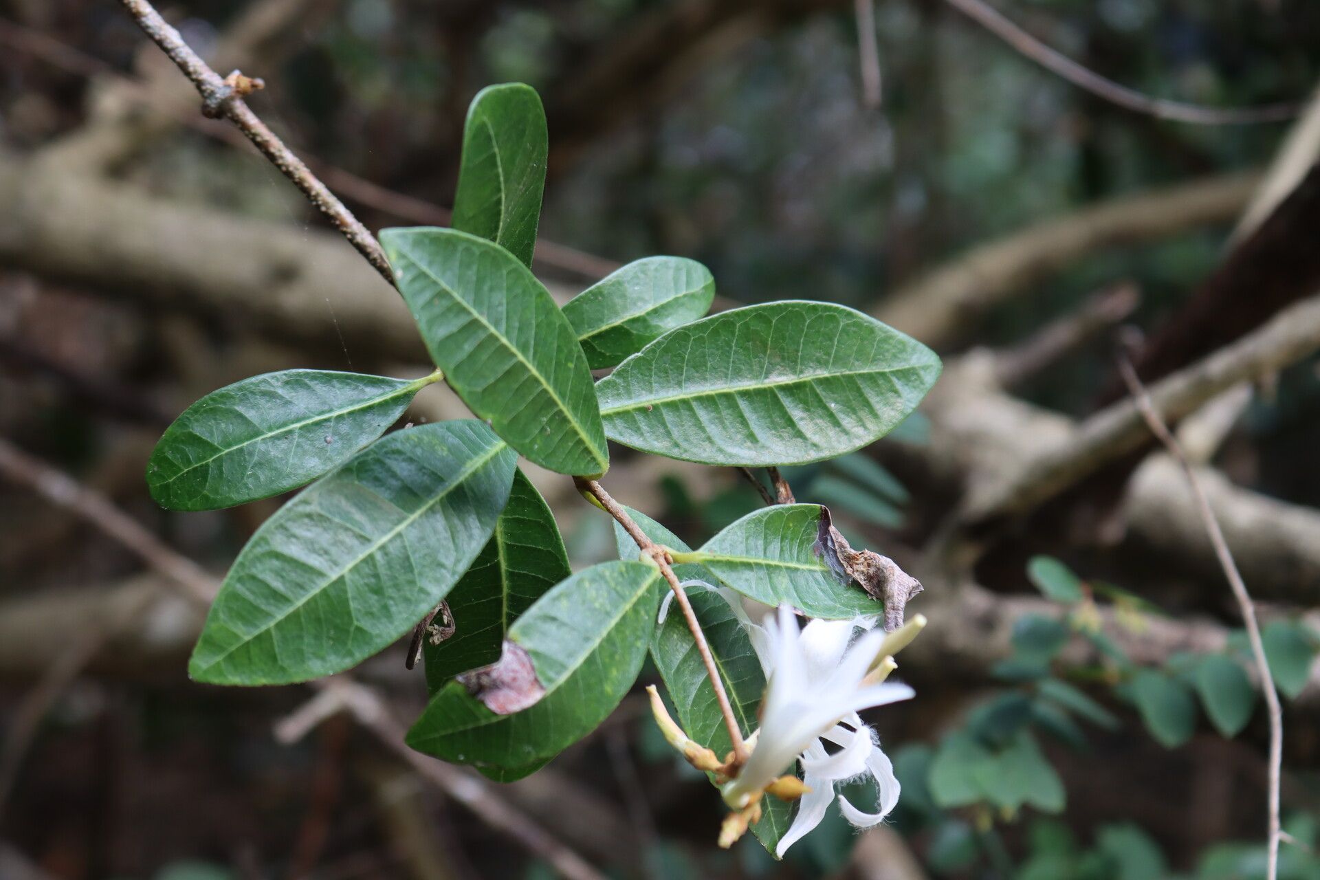Ancylobothrys petersiana leaf