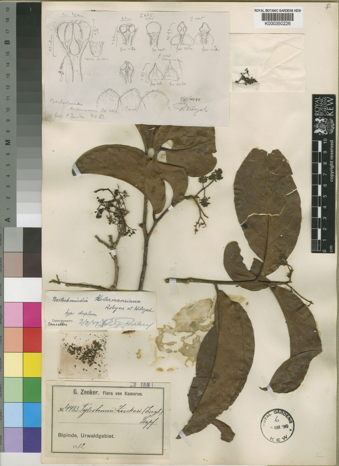 Beilschmiedia kostermansiana — houseplant care guide