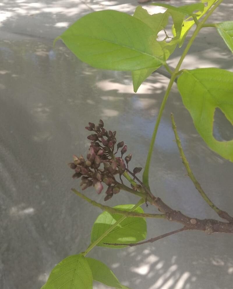Lonchocarpus punctatus flower