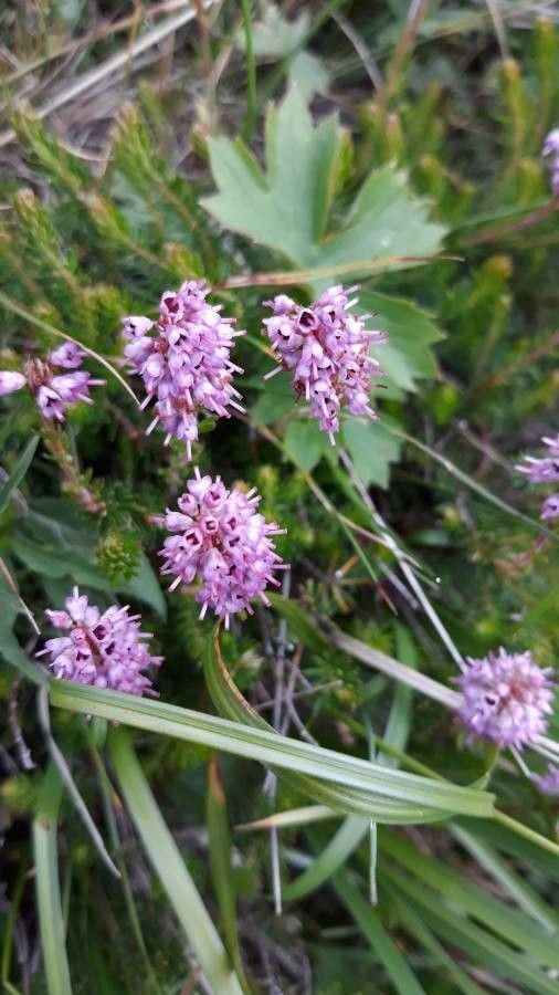 Liatris tenuifolia — search result for 'Liatris'