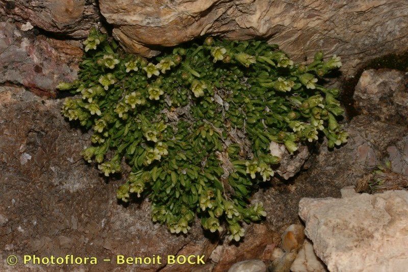 Saxifraga facchinii habit