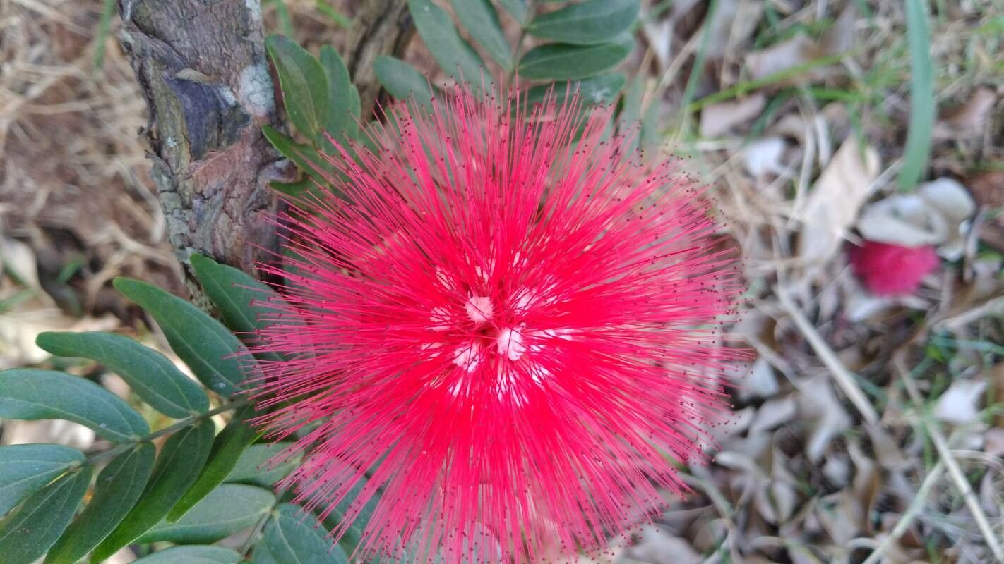 Calliandra haematocephala flower