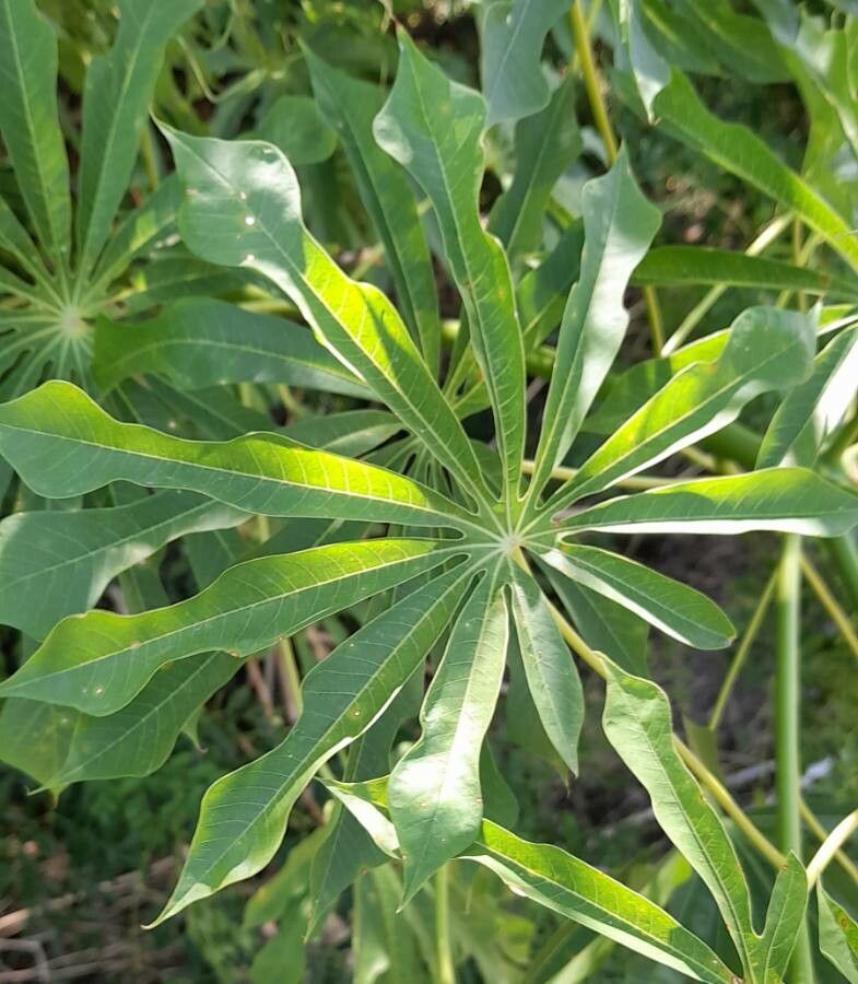 Manihot grahamii — search result for 'Euphorbiaceae'