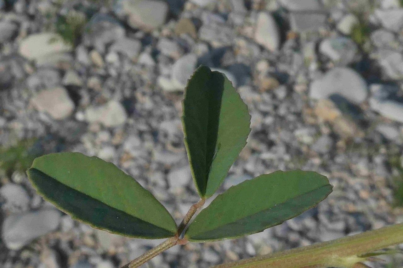 Lotus herbaceus leaf