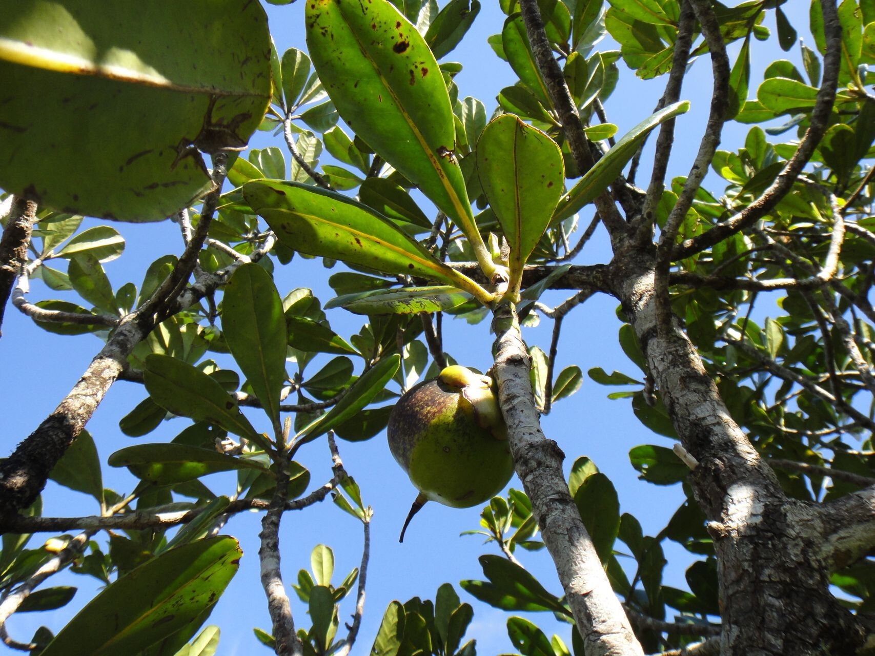 Strasburgeria robusta fruit