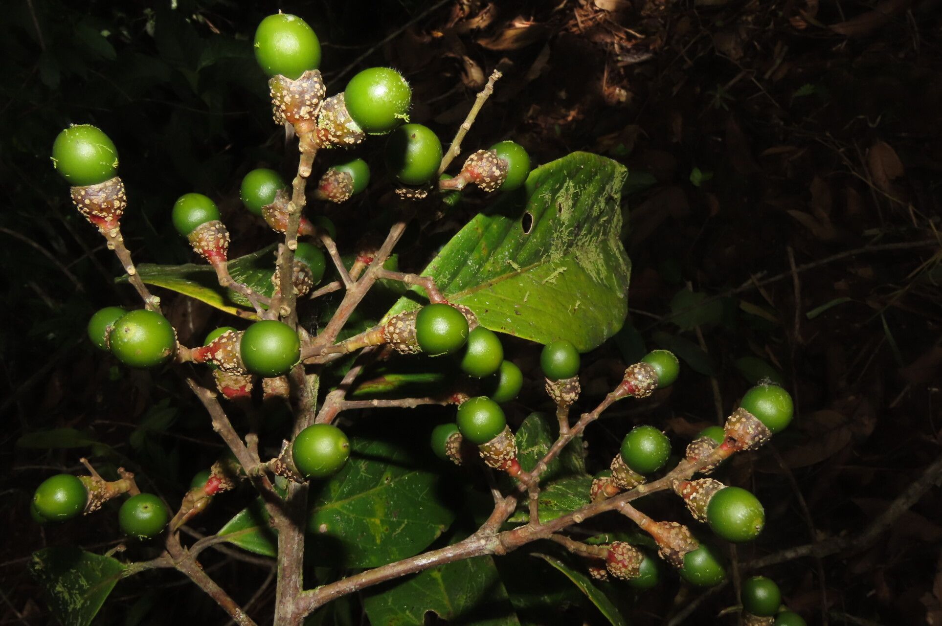 Ocotea leucoxylon fruit