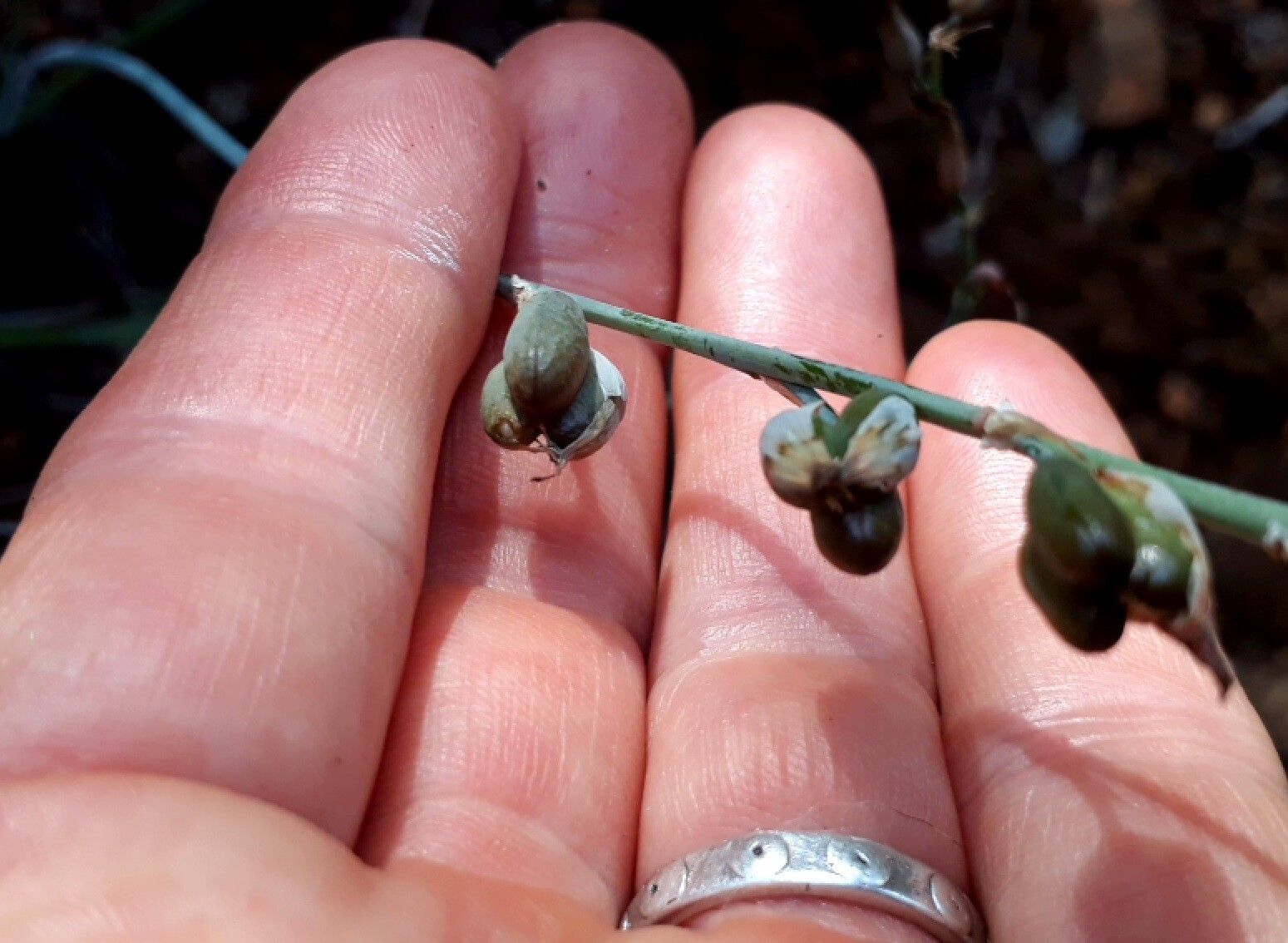 Dipcadi brevifolium fruit