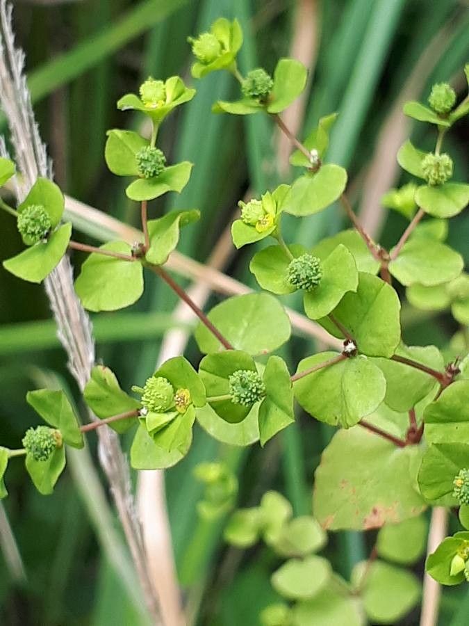 Euphorbia stricta fruit