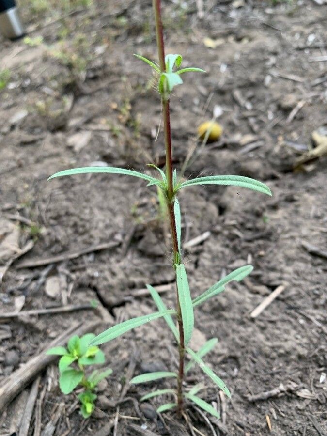 Pectis bonplandiana leaf