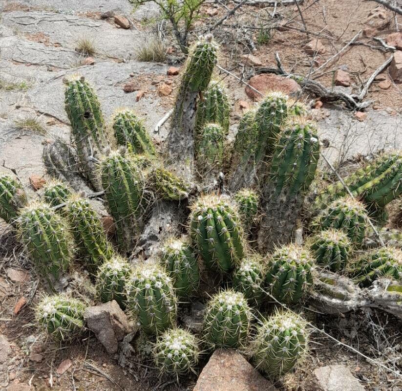 Echinopsis candicans habit
