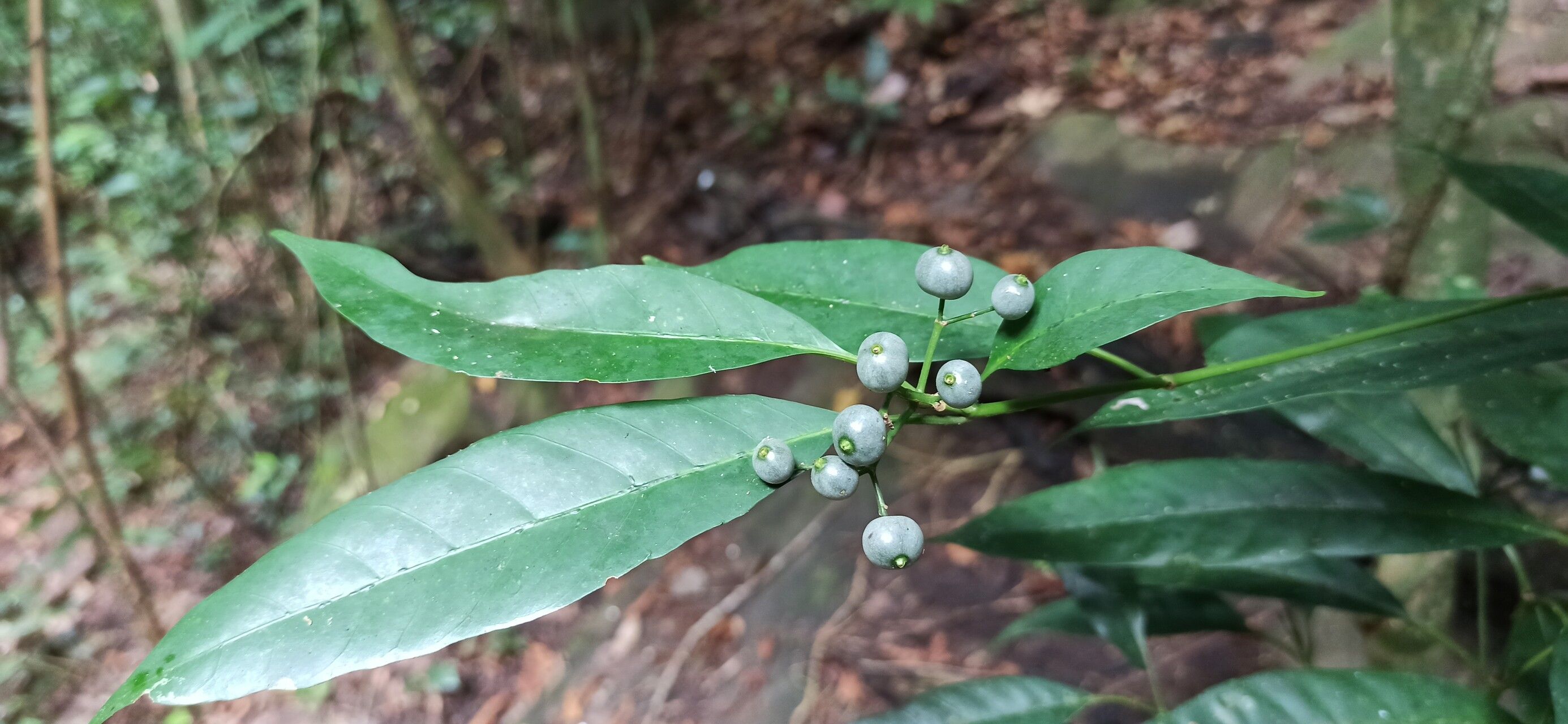 Pavetta bidentata fruit