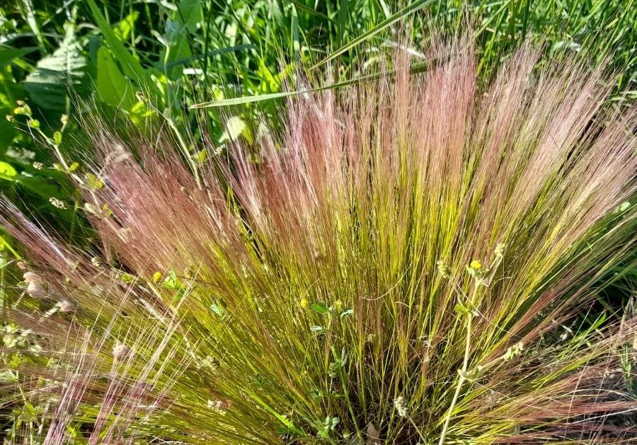 Aristida spegazzinii habit