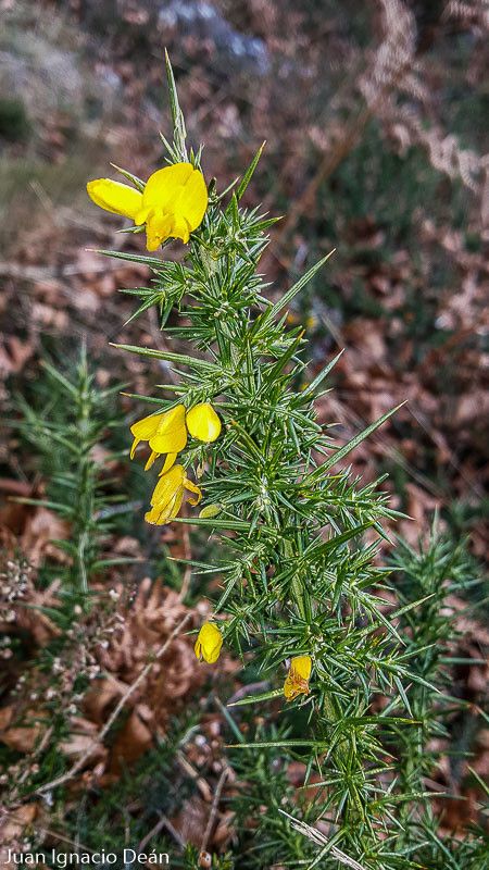 Ulex europaeus flower