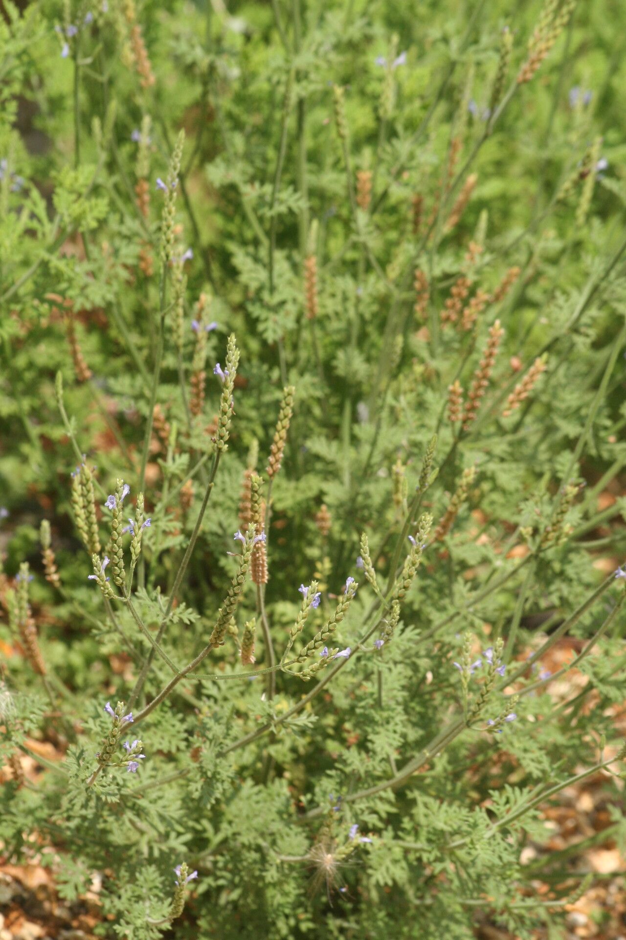 Lavandula mairei habit