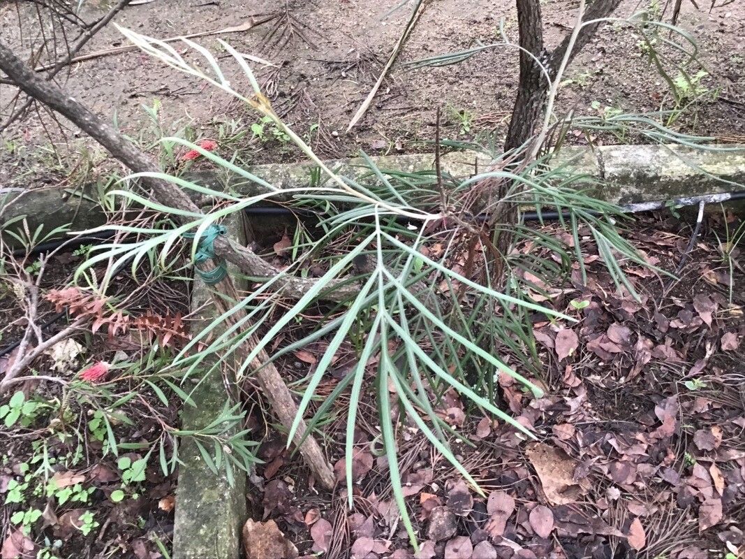 Grevillea olivacea — search result for 'Grevillea'