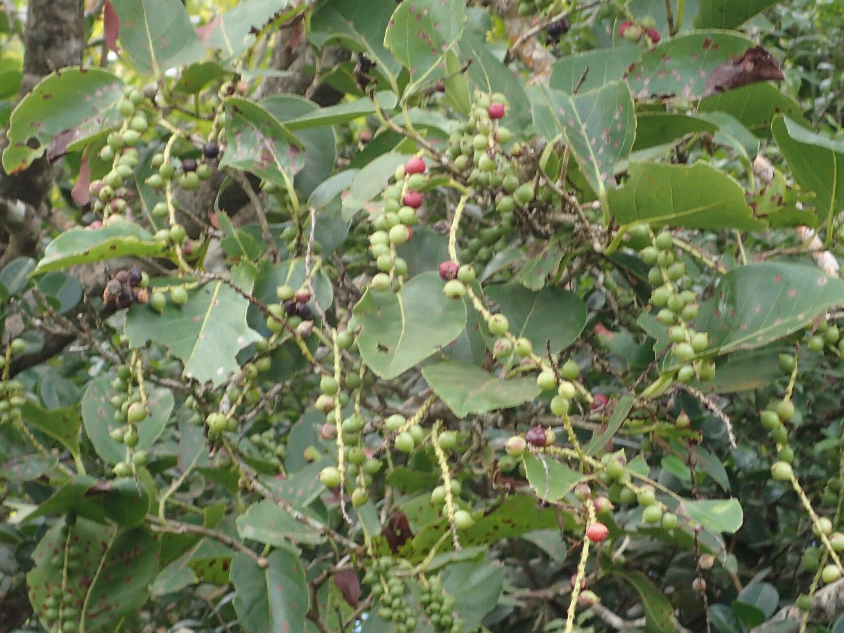 Coccoloba swartzii fruit
