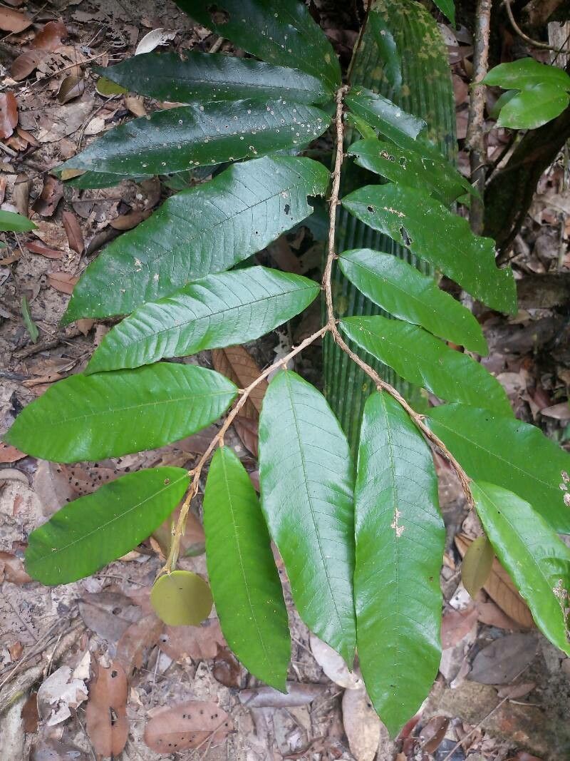 Parinari montana — houseplant care guide