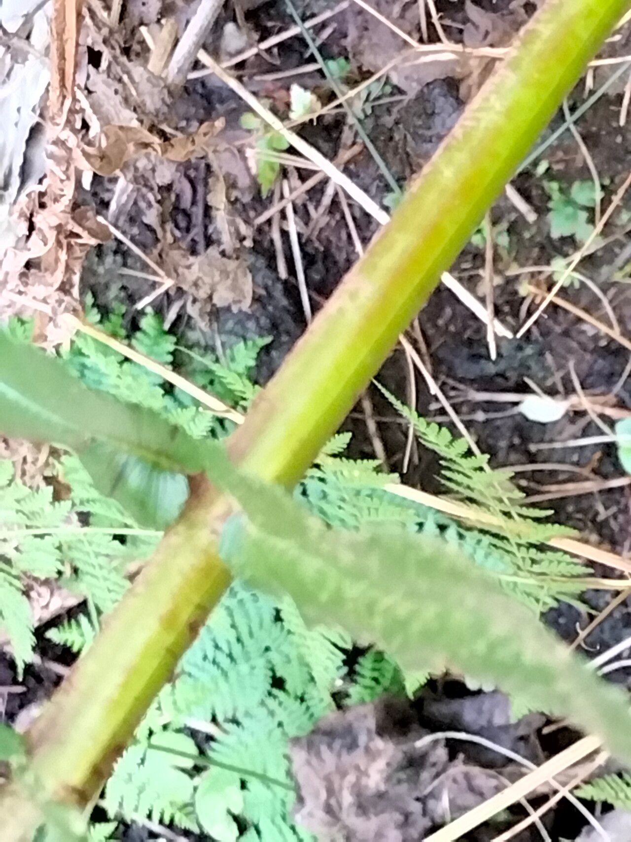 Blechnum punctulatum bark