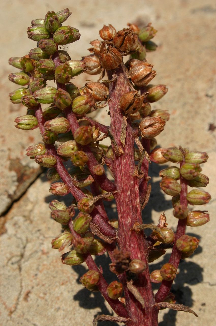 Umbilicus horizontalis fruit