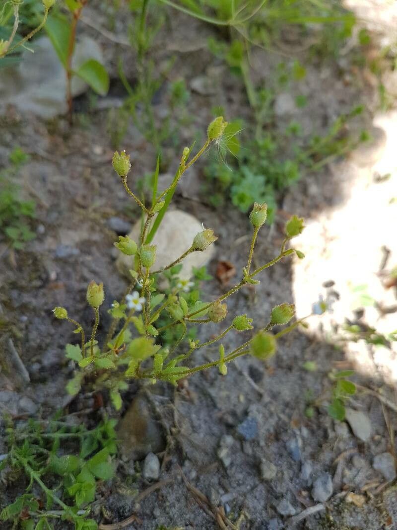Cerastium dubium fruit
