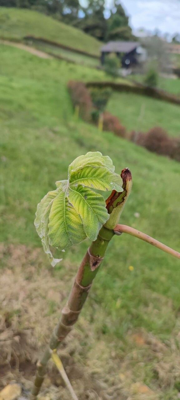 Cecropia telenitida — search result for 'Cecropia'