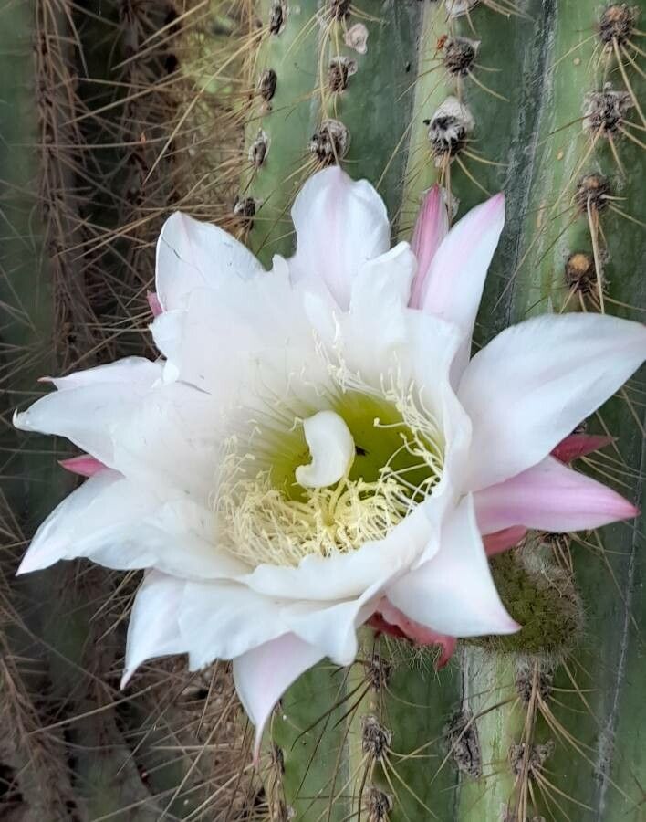 Echinopsis terscheckii flower