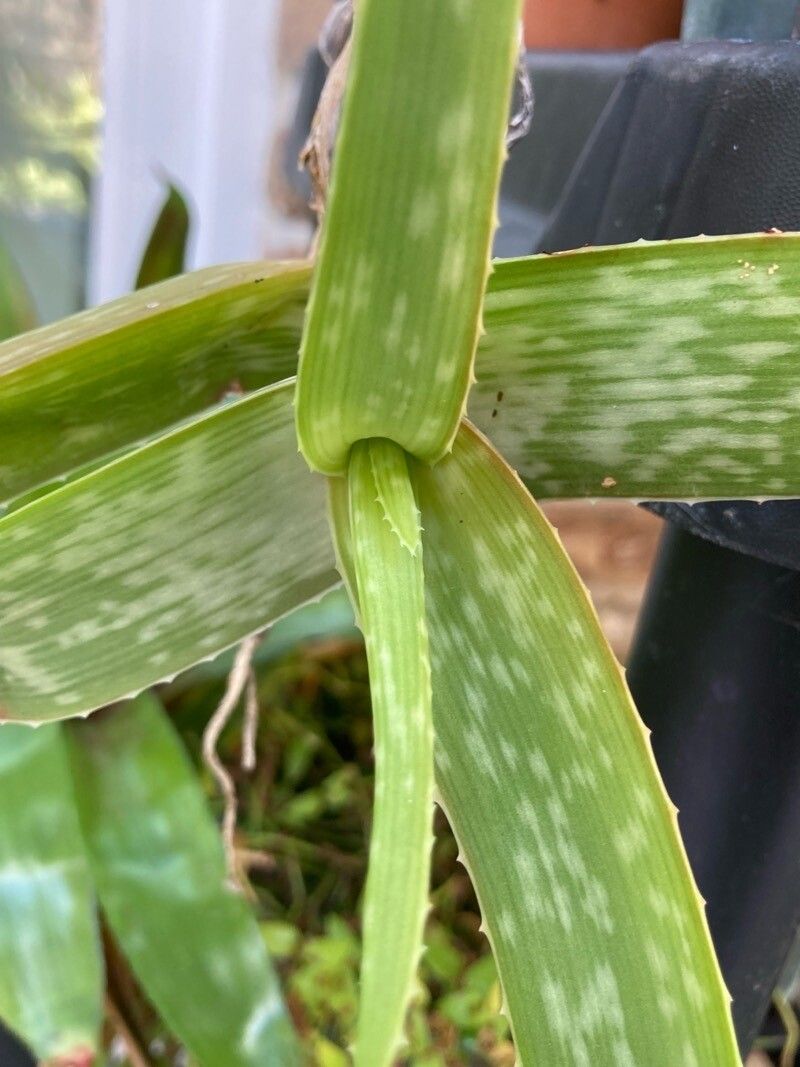 Aloe inamara — houseplant care guide