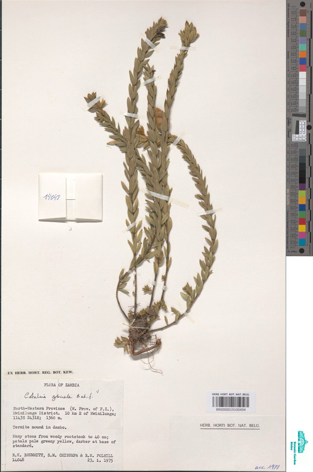 Crotalaria sylvicola — houseplant care guide