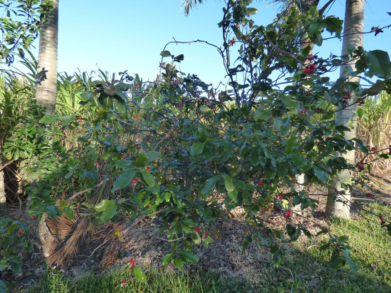 Ochna ciliata habit