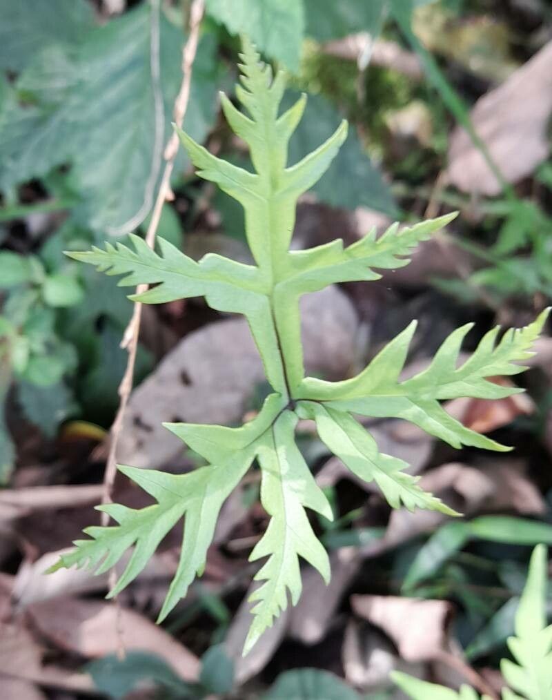 Doryopteris concolor — related species from the same genus