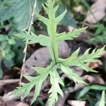 Doryopteris concolor
