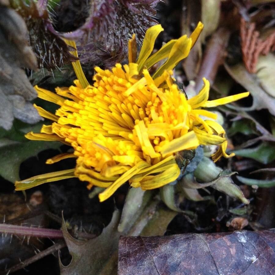 Taraxacum dissectum flower