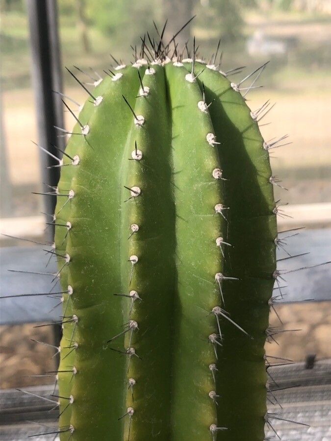 Neobuxbaumia euphorbioides — related species from the same genus