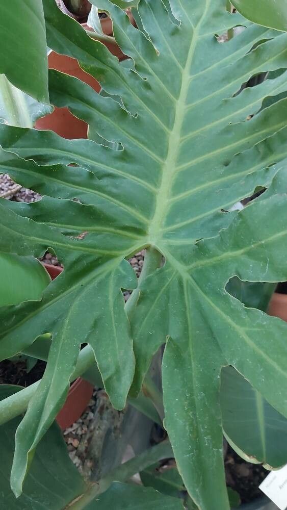Philodendron houlletianum leaf
