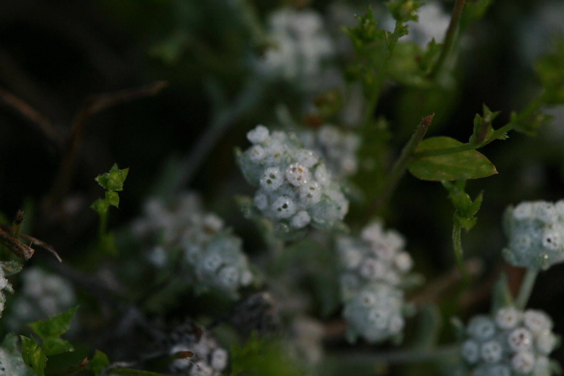 Diaperia verna flower