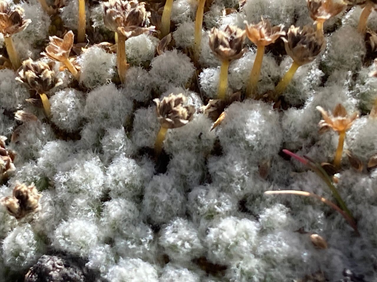 Paepalanthus lodiculoides leaf
