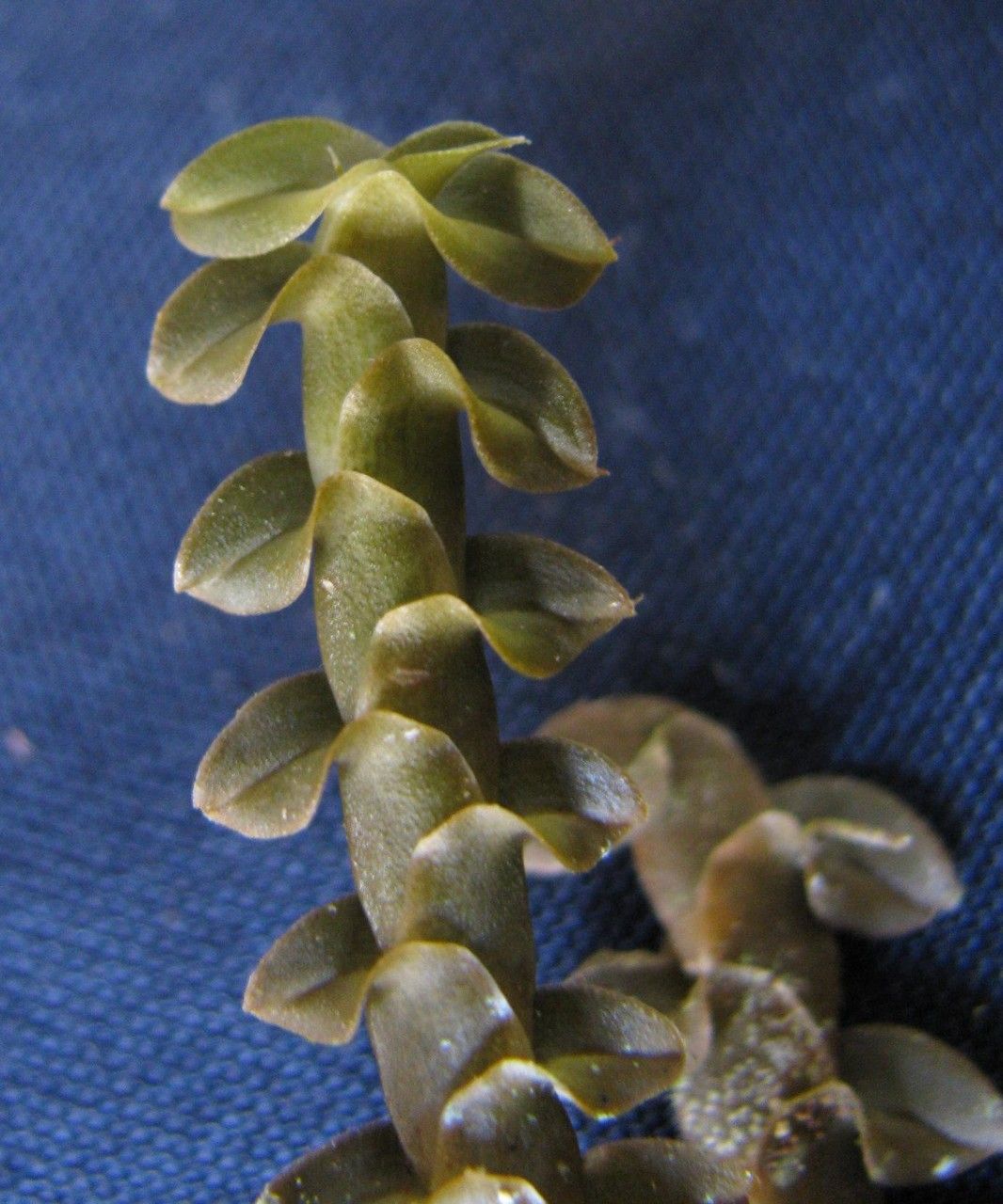 Dichaea costaricensis — related species from the same genus