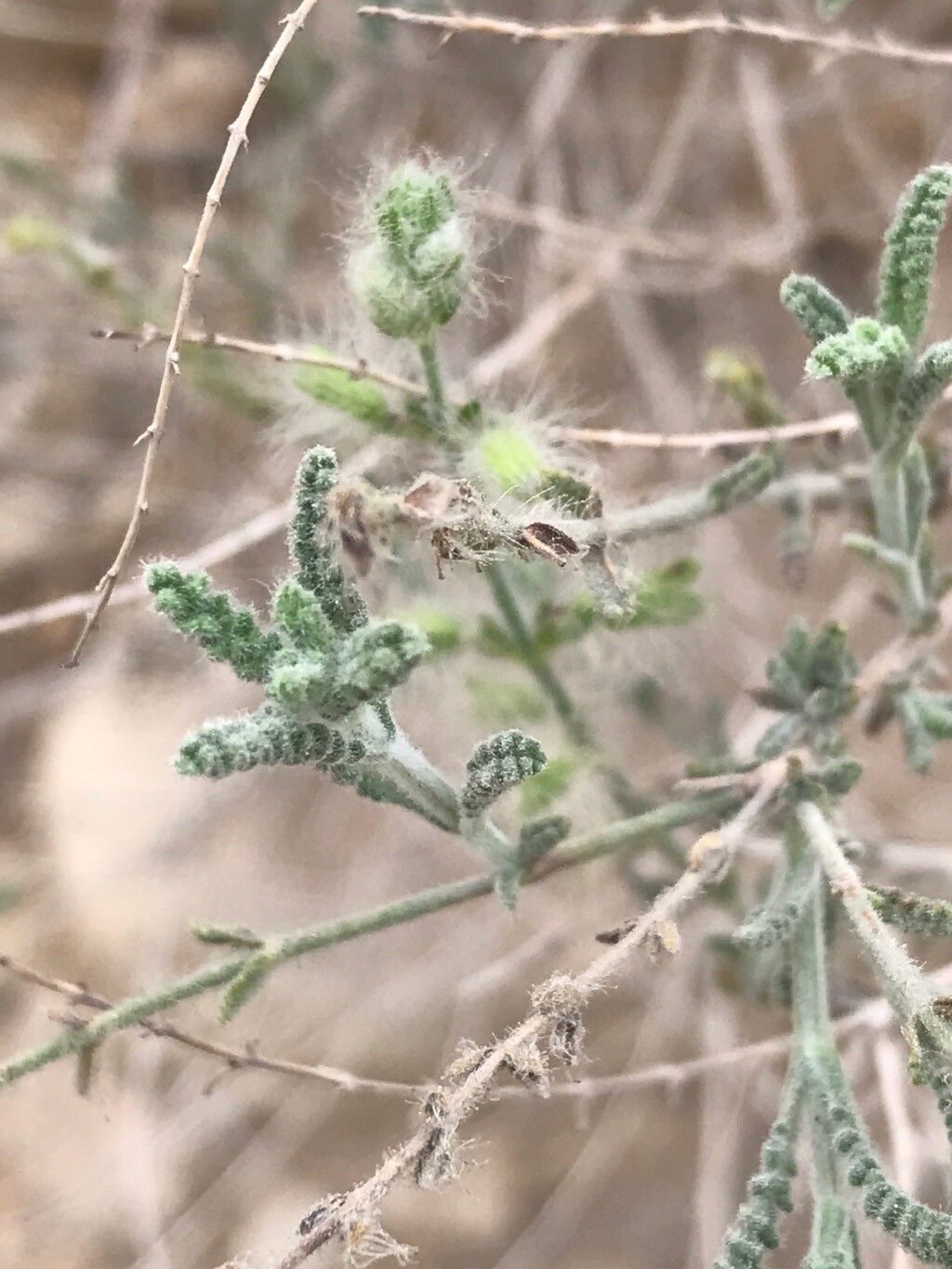 Salvia macilenta leaf