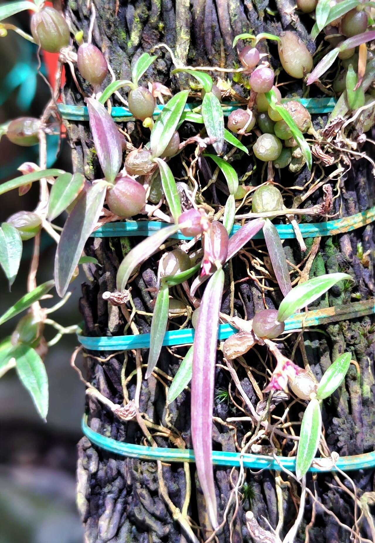 Bulbophyllum geminiflorum leaf