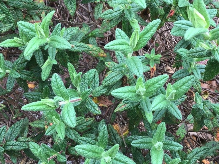 Halimium lasianthum leaf