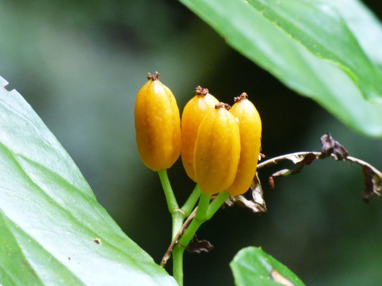 Begonia salaziensis fruit