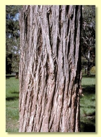Eucalyptus resinifera bark